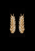 Wheat Earrings